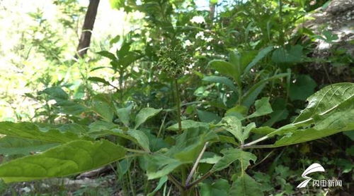 濰坊人參生態種植蓬勃發展，產品創新助力中醫藥產業升級