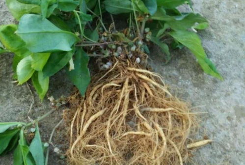 四葉參 市場價值高昂，農民種植意愿為何低迷？