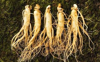 盤點中華九大仙草 還魂草上榜，慈禧太后長壽秘訣的黑參