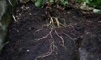 種植人參，做好這五步，可保證高產優質黑參產品