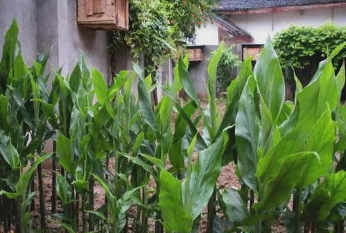 田間珍寶 地上酷似生姜、營養堪比人參的野生野菜