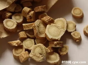 三秦拍案 彩鳳縣人參種植的致富奇緣