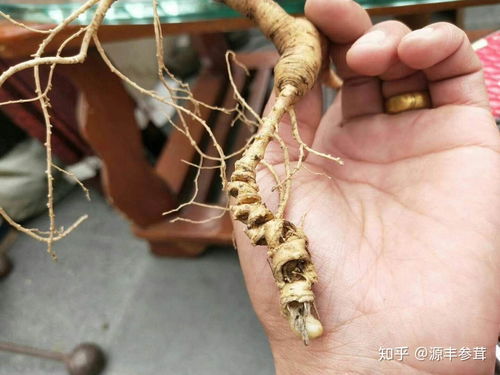 野山參、種植人參與黑參 三者之別與產品解析