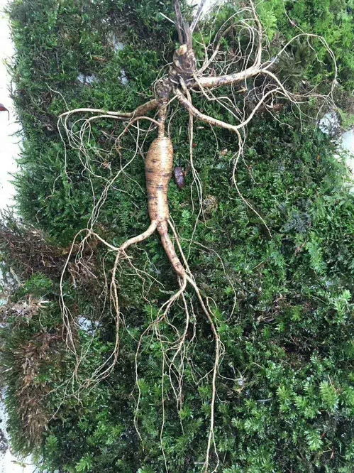 從“永失我愛”到生命之根 癌癥陰影下的人參種植與健康反思