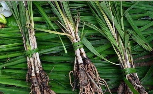 農家寶藥 婆羅門參，媲美西洋參的養生佳品