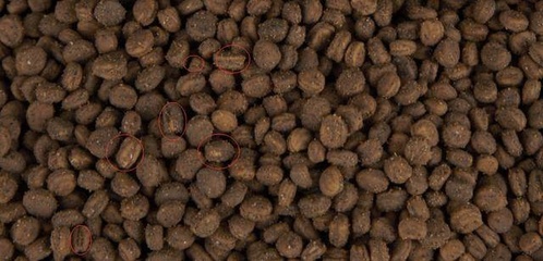 參農講述人參種植要點 盆栽人參，或許是最適合家庭的人參栽培技術